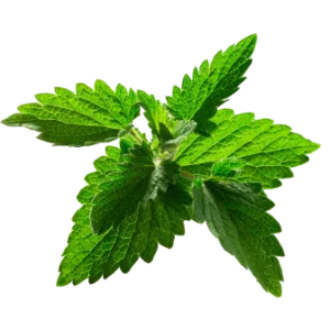 Catnip Leaf