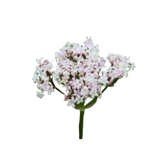 valeriana-no-back-2