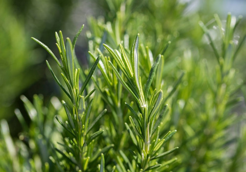 Rosemary Greek mountain herb bio