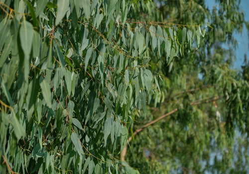 Ευκάλυπτος Eucalyptus globulus bio