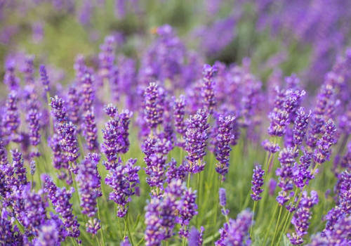 Λεβάντα άγρια bio -Lavender wild organic-Wilder Lavendel -organisc