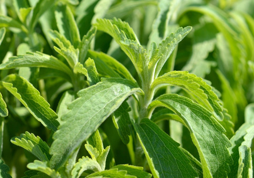 Bio Griechischer Wilder Stevia blätter Tee