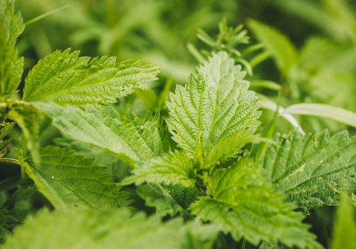 Nettle Tea Discover the Top 10 Health Benefits you Have to Know! Urtica dioica
