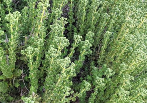 Ρίγανη Άγρια Μάνης Ταϋγέτου wild origanum vulgare bior του βουνού LelexTea LelexTea