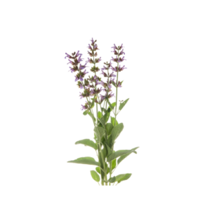 Φασκόμηλο: Οφέλη Ιδιότητες Χρήσεις για Ευεξία: Πώς το Φασκόμηλο επηρεάζει την Υγεία Salvia officinalis οφέλη Ευεξία