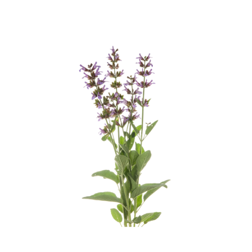 Salbei: Vorteile, Eigenschaften und Verwendung für das Wohlbefinden: Wie Salbei die Gesundheit beeinflusst Wohlbefinden Vorteile Salvia officinalis Salbeitee