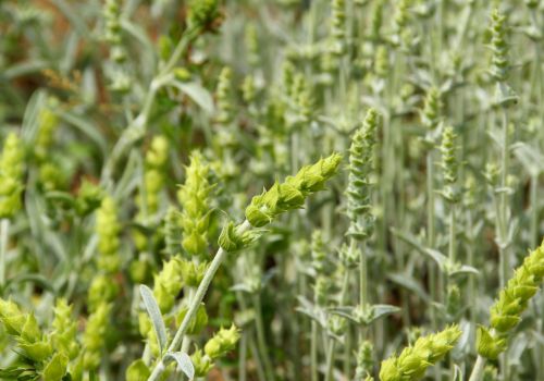  Μαλοτήρα Τσάι της Κρήτης Sideritis Syriaca Βιολογικό του βουνού LelexTea LelexTea