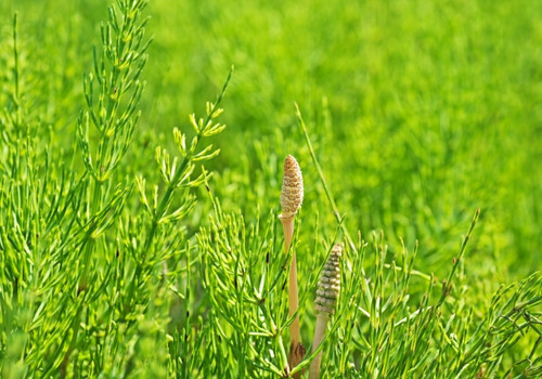 Εκουϊζέτο Πολυκόμπι βιολογικό Equisetum arvense - Horsetail bio -Equisetum arvense – Horsetail organic -Equisetum arvense - Schachtelhalm bio -organisc