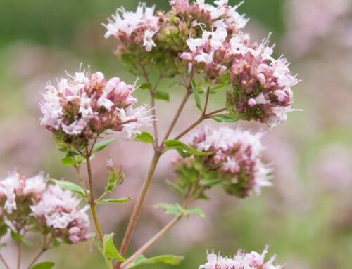 Griechischer Oregano: Enthüllung seiner Wunder | Ein natürliches Geschenk für Wellness Gesundheit