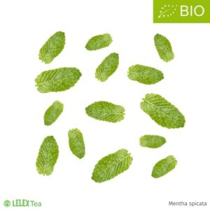 Δυόσμος mentha spicata organic Spearmint bio -Spearmint mint organic-Minzgewürz Bio gr-organiscüne Minze bio -organisc