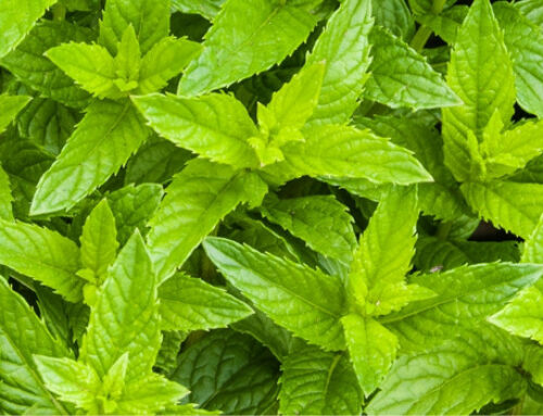 Spearmint: Exploring Its Many Benefits for Health Wellness Culinary uses
