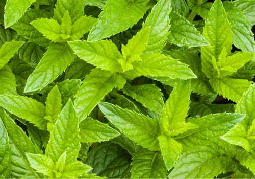 Forschung über den Nutzen der Grüne Minze für Gesundheit und Wohlbefinden Mentha spicata