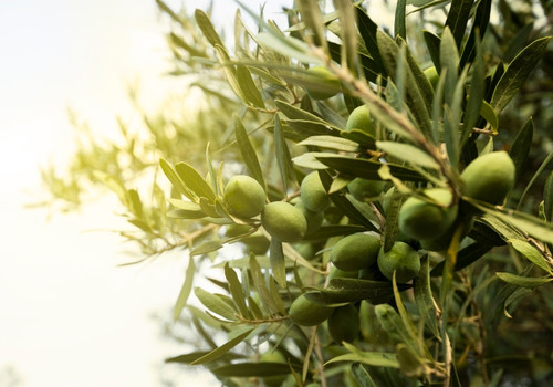 Ελιά Φύλλα Τσάι Organic Greek Dried Olive Leaves