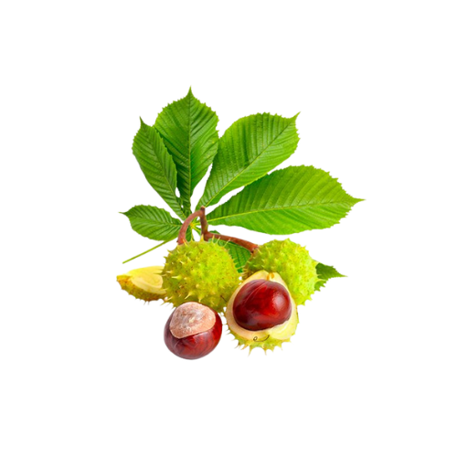 ippokastania-no-back