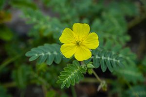 Tribulus lelextea