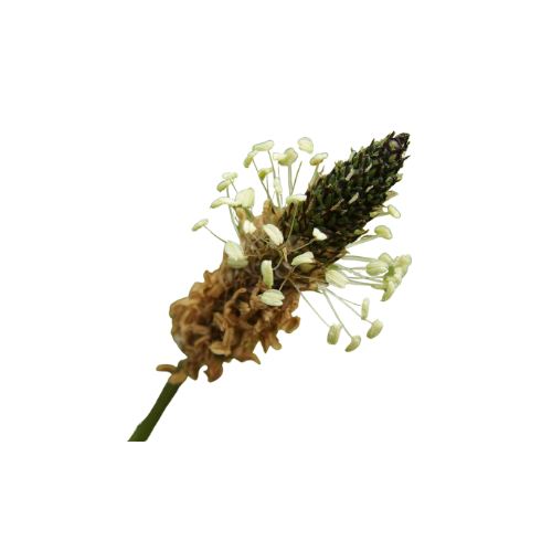 Ελληνικό βιολογικό πεντάνευρο greek organic common plantain breitwegerich