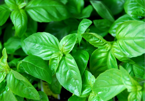 Basil bio Organic Greek plant