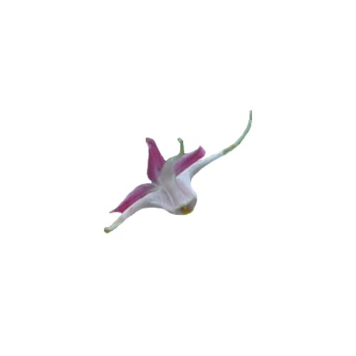 epidhmio-no-back