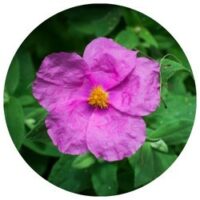 CISTUS-creticus-incanus-ladania-cyst-Greek Wild Pink rock-rose organic-bio