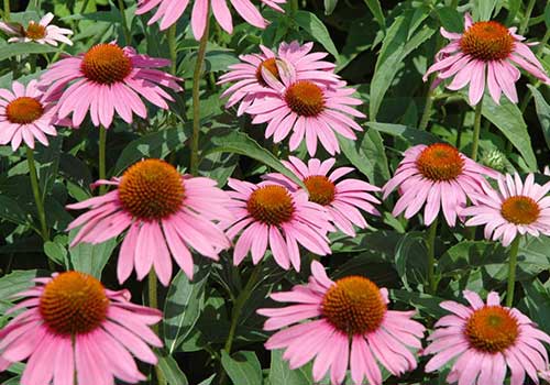Echinacea Flowers Tea Organic Greek Echinacea Echinacea - Lelex Tea