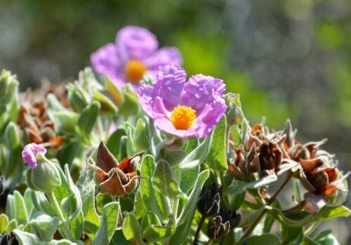 Εξαιρετικό Βιολογικό Τσάι Κίστο Λαδανιά