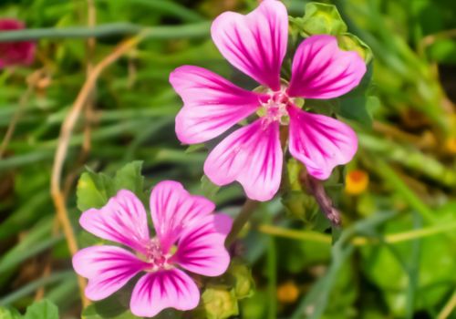 Malventee aus biologischem Anbau, griechische Trockenblumen LelexTea
