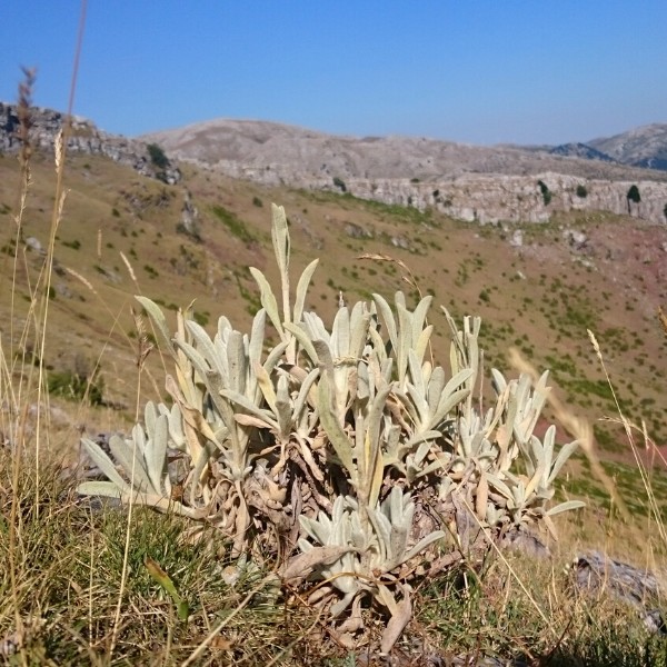 Sideritis Greek Wild mountain tea-Bergtee Siderit-organic-herbal-tea