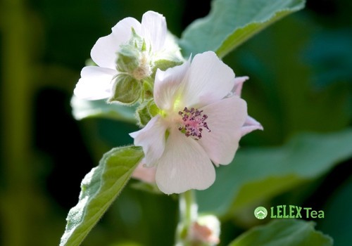 Greek Organic Althea Marshmallow flowers bio