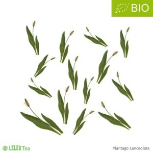 Elliniko-biologiko-pentanevro-tsai-votano-greek-organic-mountain-herb-common-plantain-breitwegerich