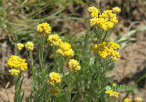 Ellinikos-viologikos-elichrysos-tsai-votano-greek-organic-curry-plant-helichrysum