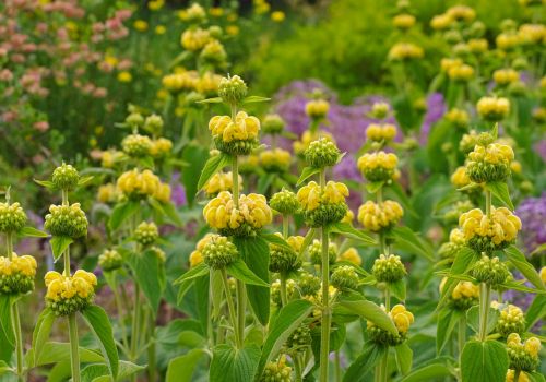 Ασφάκα Phlomis fruticosa LelexTea