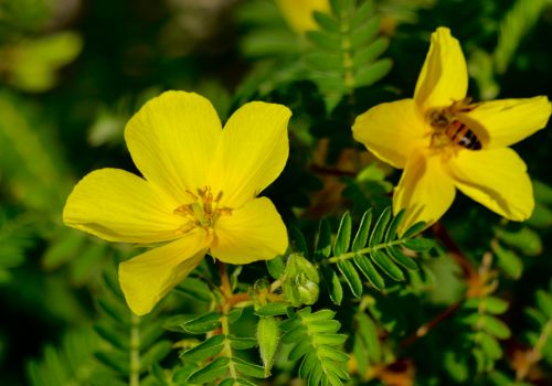 Tribulus Terrestris Fruit Leaves Tea Greek Mountain Herb - Lelex Tea LelexTea