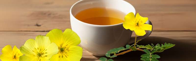 blog-banner-tribulus-and-testosterone-benefits-uses-and-side-effects-a-comprehensive-overview-en Tribulus Terrestris & Testosterone: Benefits, Uses & Side effects. A Comprehensive Overview - LelexTea