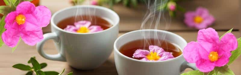 Discovering the Benefits of Cistus for Wellness - LelexTea
