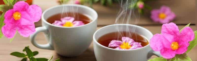 Entdecken Sie die Vorteile von Cistus für Ihr Wohlbefinden – LelexTea Entdecken Sie die Vorteile von Cistus für Ihr Wohlbefinden - LelexTea