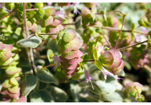 Dictamo Origanum dictamnus- Dittany of Crete Mountain Herb