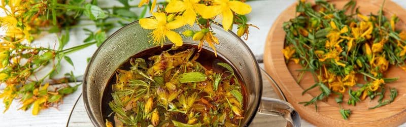 St John’s Wort Benefits: Discover the Healing Powers of Hypericum Perforatum - LelexTea