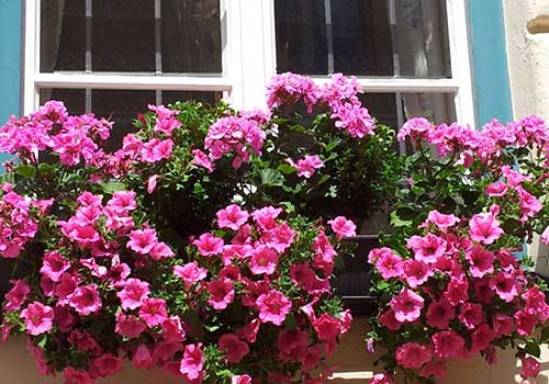 Rosenpelargonie – Wild Gesammelte Duftpelargonie, Duftende Geranie Tee