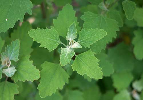 Κίστος Λαδανιά Τσάι Cistus Creticus Incanus bio