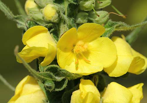 Κίστος Λαδανιά Τσάι Cistus Creticus Incanus bio