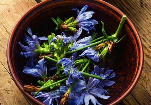 Chicorée-tee – Blauer Löwenzahn, Wildgeerntet, Koffeinfreie Verdauungsunterstützung