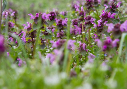 GRIECHISCHES BIO-BERGKRAUT Premium Wildgeernteter Lamium Purpureum, Taubnessel, Erzengel – Natürliche, Koffeinfreie Kräuterheilung LelexTea