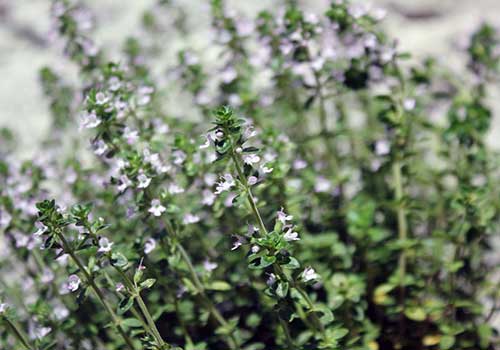 Thymus Citriodorus (Zitronen-Thymian) Tee – Bio-Griechisches Zitronen-Thymian für Immunsystem & Geschmack