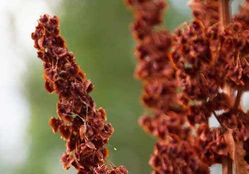 Κίστος Λαδανιά Τσάι Cistus Creticus Incanus bio