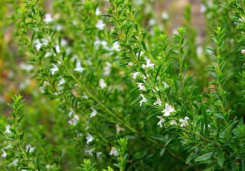 Satureja Hellenica Herb – Organic Greek Mountain Savory for Digestion & Flavor