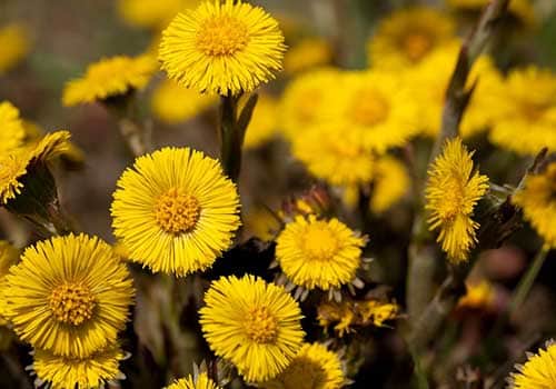 Κίστος Λαδανιά Τσάι Cistus Creticus Incanus bio