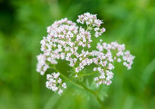 Valeriana officinalis Tea – Organic Greek Valerian Root Herb for Sleep & Anxiety Relief
