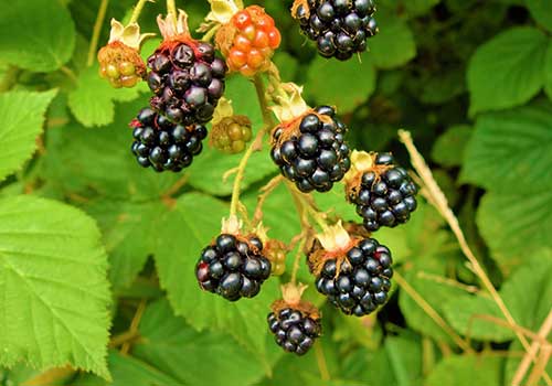 Rubus Fruticosus (Brombeerblätter) Tee – Griechischer Bio-Kräutertee mit Antioxidantien