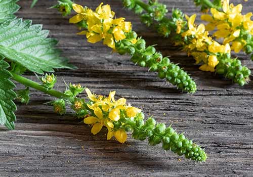 Κίστος Λαδανιά Τσάι Cistus Creticus Incanus bio
