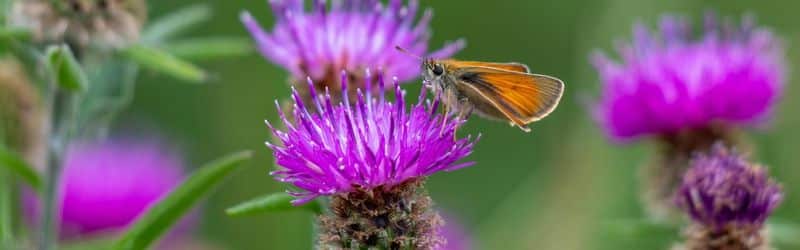 Milk Thistle: Benefits, Uses, and How to Consume It for Health and Wellness - LelexTea